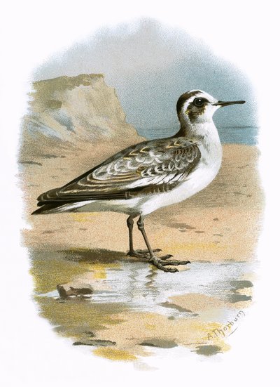 Grauer Phalarope von English School