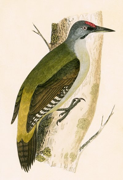 Grauspecht, Illustration aus 