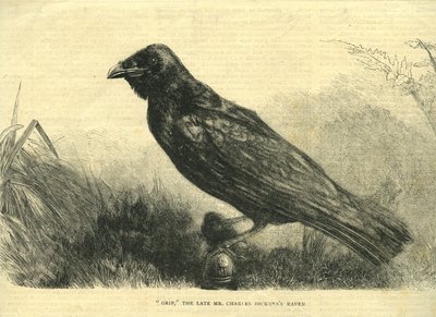 Grip, der Haustier-Rabe von Charles Dickens (Lithografie) von English School