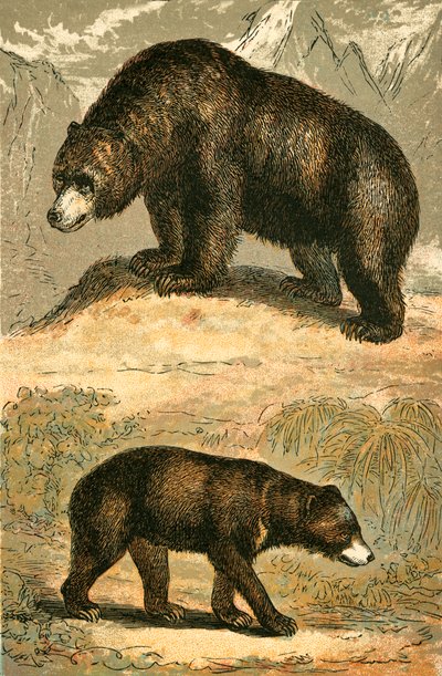 Grizzlybär und Malaienbär von English School