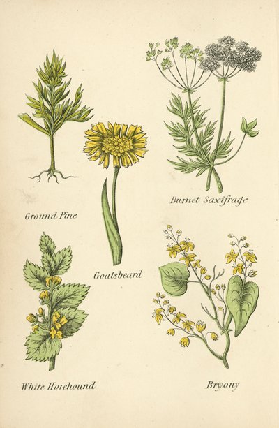 Erd-Kiefer, Pimpinelle, Bocksbart, Weißer Andorn, Zaunrübe von English School