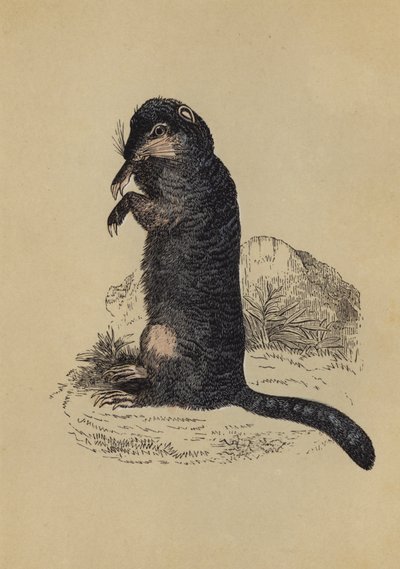 Erdhörnchen (Farblithografie) von English School