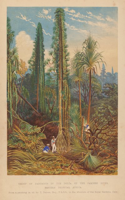 Gruppe von Pandanus im Delta des Sambesi-Flusses, Osttropisches Afrika von English School