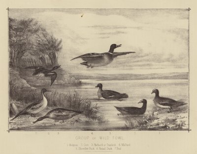 Gruppe von Wildvögeln von English School