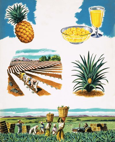 Ananasanbau von English School