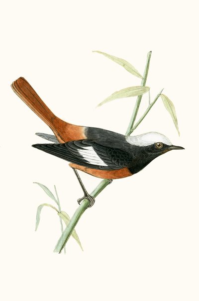 Guldenstadts Rotschwanz, Illustration aus 