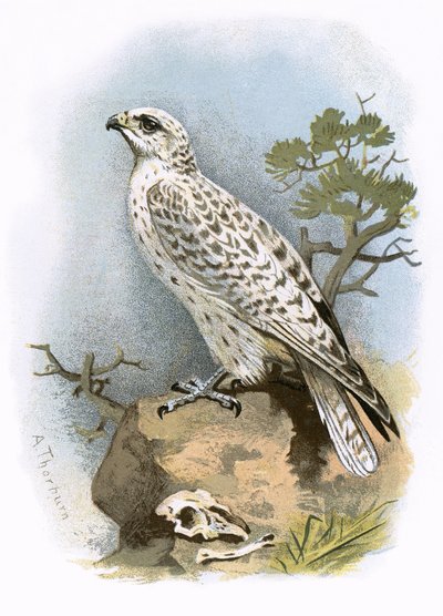 Gerfalke von English School