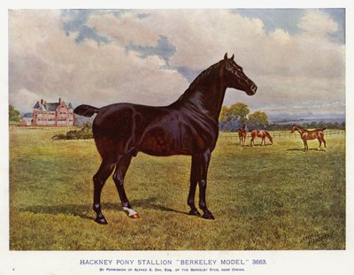 Hackney-Pony-Hengst "Berkeley Model" 3663 von English School