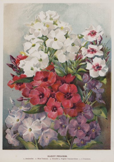 Hardy-Phlox von English School