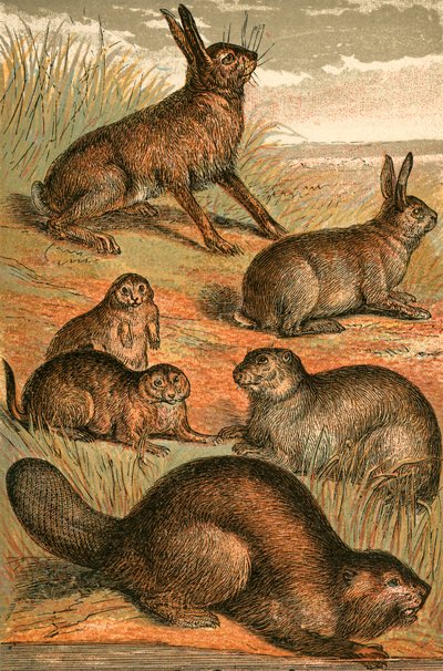 Hase, Präriehunde, Kaninchen, Murmeltier und Biber von English School