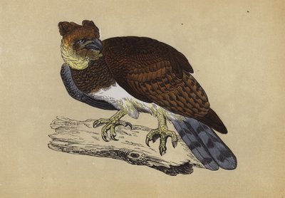 Harpyie von English School