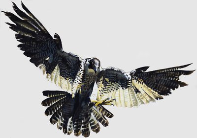 Falke von English School