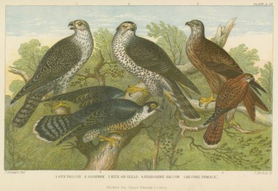 Habichte und Falken (farbige Gravur) von English School