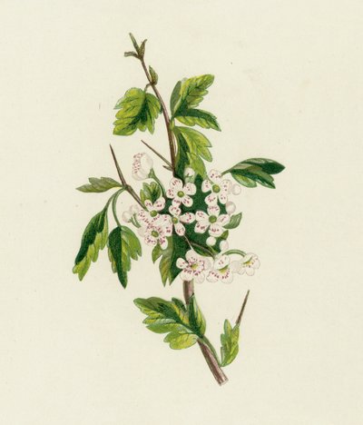 Weißdorn, Crataegus Oxyacantha von English School