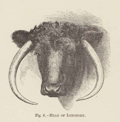 Kopf eines Langhorns von English School
