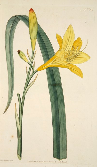 Hemerocallis Flava Gelbe Taglilie, veröffentlicht 1796 handkolorierter Stich von English School