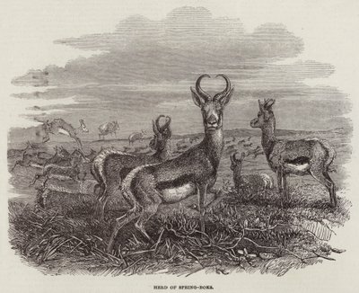 Herde von Springböcken (Stich) von English School