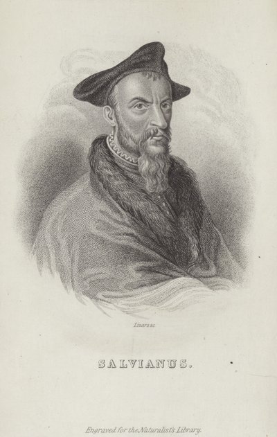 Hippolito Salviani, italienischer Naturforscher von English School