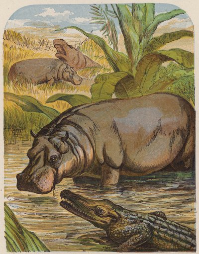 Nilpferd und Krokodil von English School