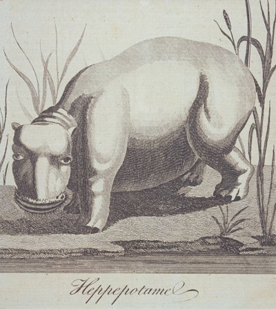 Nilpferd, aus The Gentlemans Magazine, veröffentlicht im Dezember 1772 von English School