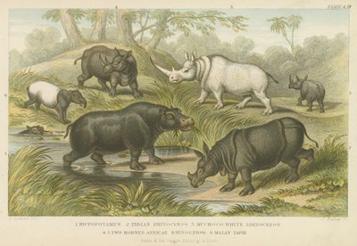 Nilpferd, Nashorn und Tapir (Farbstich) von English School