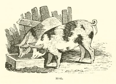 Schwein (Stich) von English School