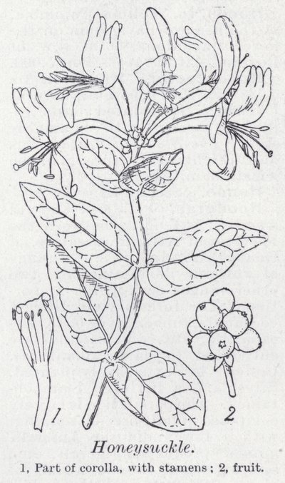 Geißblatt von English School