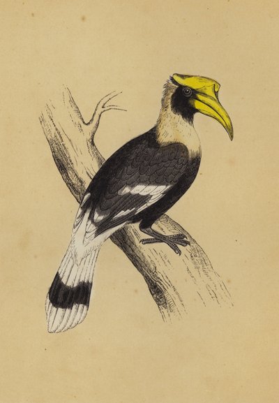 Nashornvogel von English School