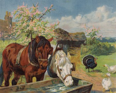 Pferde trinken aus einem Wassertrog von English School
