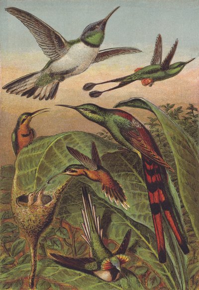 Kolibris von English School