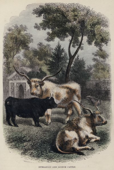 Ungarisches und schottisches Vieh (farbiger Stich) von English School