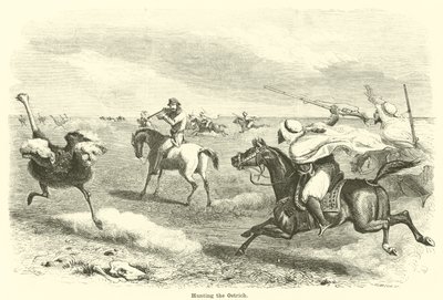 Die Straußenjagd von English School