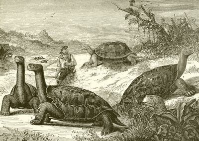 Jagd auf Schildkröten an der Küste von Neuguinea von English School