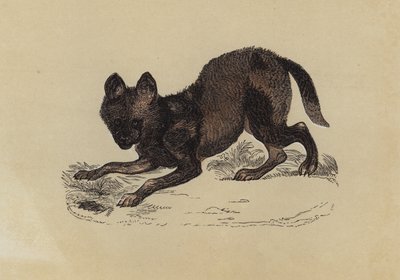 Hyänenhund von English School