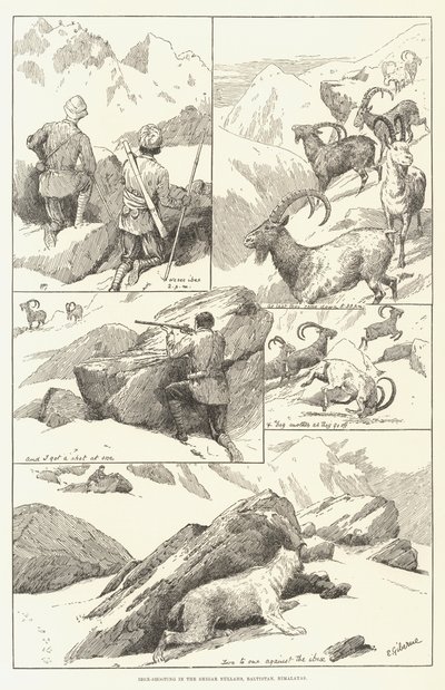 Steinbockjagd in den Shigar Nullahs, Baltistan, Himalaya (Stich) von English School