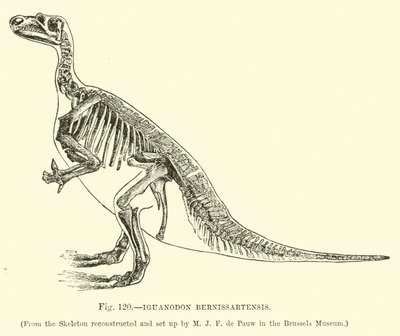 Iguanodon Bernissartensis von English School