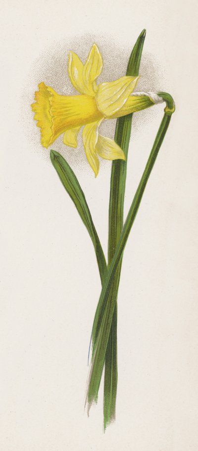 Illustration für Ein Traum von einem Garten von English School