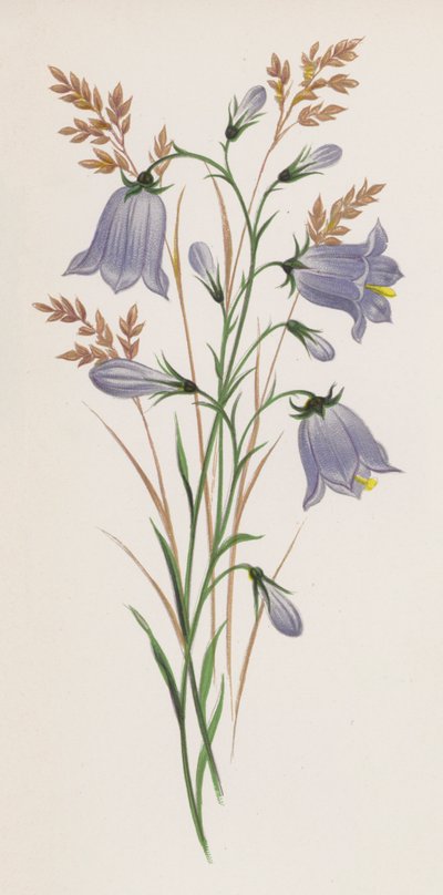 Illustration für Ein Traum von einem Garten von English School