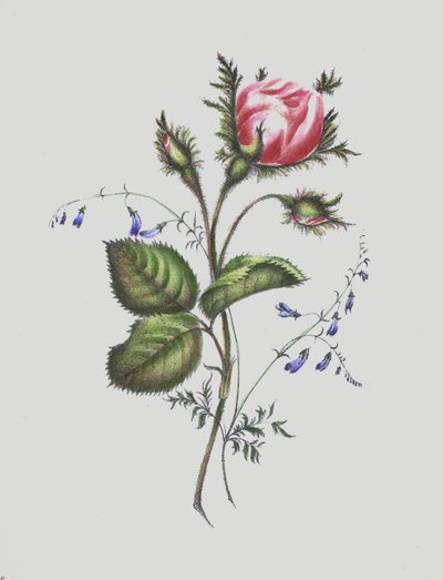 Illustration für Moss Rose Album von English School