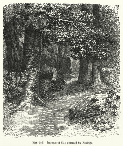 Bilder der Sonne durch Laub gebildet (Gravur) von English School
