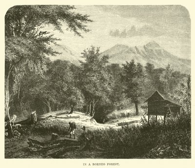 In einem Borneo-Wald von English School
