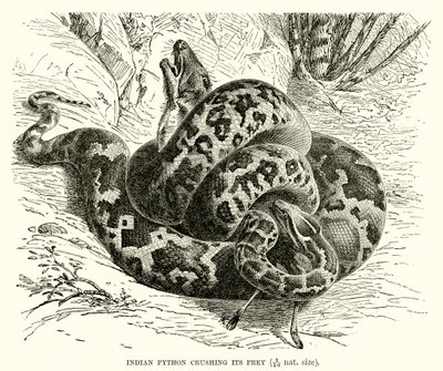 Indischer Python, der seine Beute erdrückt von English School