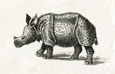 Indisches Nashorn oder Großes Einhorn-Nashorn, Rhinoceros unicornis, aus einem Druck des 18. Jahrhunderts (Gravur) von English School