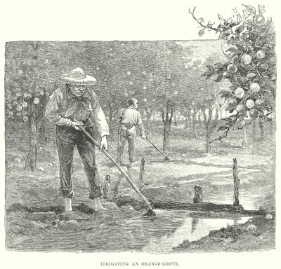 Bewässerung eines Orangenhains von English School