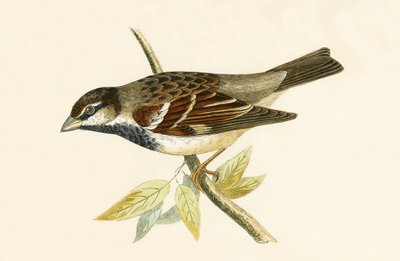 Italienischer Haussperling, Illustration aus 