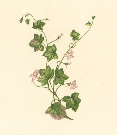 Efeublättriges Zimbelkraut, Linaria Cymbalaria von English School