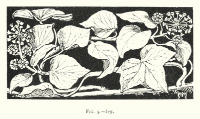 Efeu (Gravur) von English School