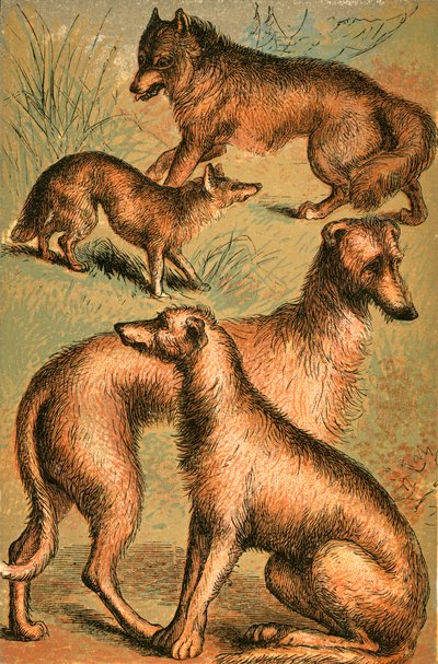 Schakal, Wolf, Irischer Wolfshund und Hirschhund von English School