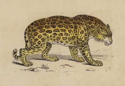 Jaguar von English School