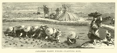Japanische Reisfelder, Reis pflanzen von English School